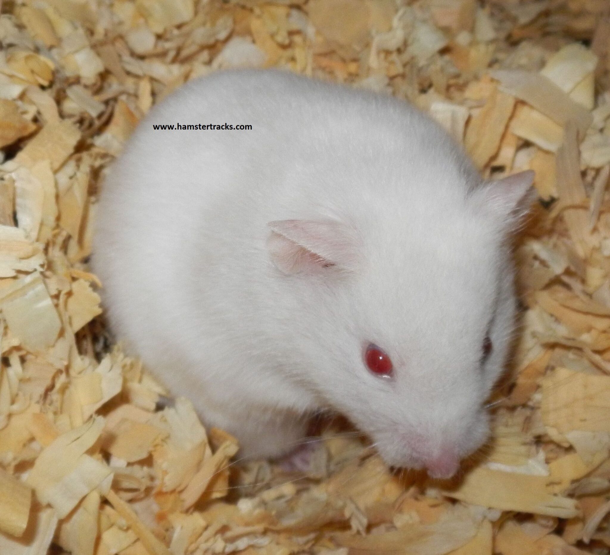 The Shocking Secret About Cat And Hamster Genetics! - 7pjjirg